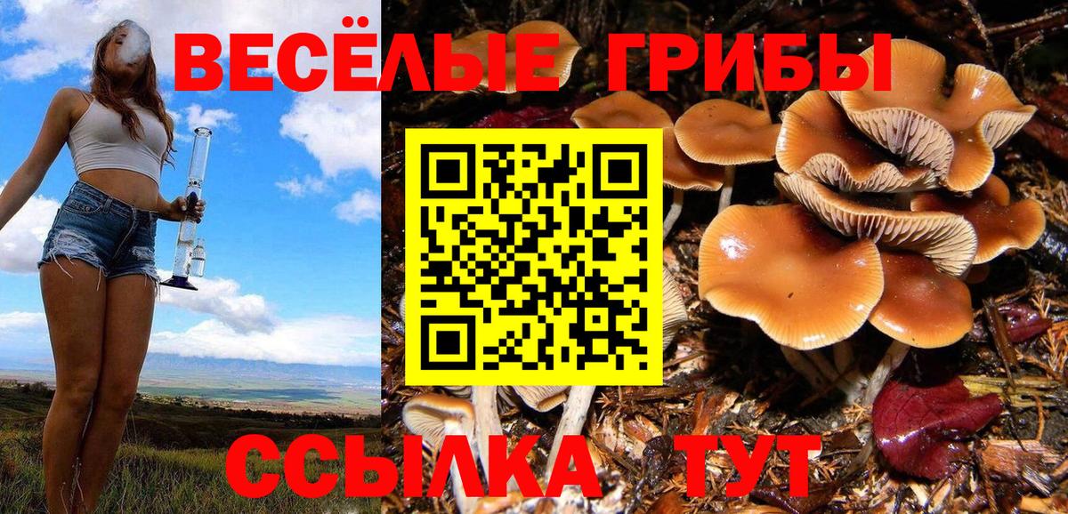МЕФ Новошахтинск